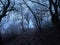 Large lonely horse stands at the end of a trail in the wintry foggy forest.