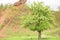 A large lonely tree with many green leaves near the heap.