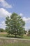 Large lonely tree by the road in natural light