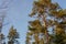 A large lonely tree in the sun, against a green forest