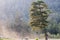 A large lonely tree in the sun, against a green forest. The mountains of the Caucasus.