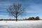 Large lonely tree in winter