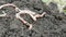Large long earthworms lie on ground