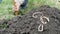 Large long earthworms lie on the ground against the backdrop of man digging hole with a shovel