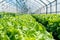 In a large long greenhouse, the leaves of a fresh lettuce ripen under the rays of sunlight. Panoramic banner