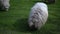 Large long haired white goat grazes in a farmer\\\'s meadow, domestic mammals, agriculture. Animal husbandry, warm wool.