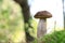 Large long Leccinum mushroom close-up