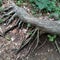 Large and long roots of an old English tree in a dense forest