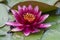 Large lotus flower brightly raspberry in the middle of the pond