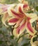 Large and Lovely `Shocking` Orienpet Lily with soft focus background