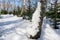 A large lump of snow in the form of a sleeping gnome or troll stuck to the trunk of a pine tree in a winter forest. Christmas and