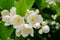 Large lush blooming jasmine bush