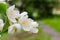 Large lush blooming jasmine bush