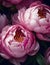 large, lush blooms of pink peonies AI generated