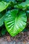 Large lush green leaf of Philodendron giganteum