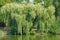 Large, lush, green willow on the banks of the river.