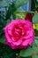 A large lush pink red rose in the garden