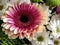 large luxurious bright pink flower with the Latin name Gerbera