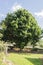 Large Lychee Tree