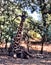 Large lying male, Baringo Giraffe, Giraffa camelopardalis Rothschildi, Zambia