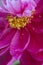 Large macro open flowers of peonies, pink peonies blossom