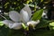 Large magnolia flower
