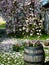 Large magnolia tree in full bloom with petals in the grass and planted old wine barrel in front of it