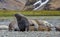 Large maie elephant seal protects his mate