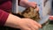 Large Maine Coon cat lying on table in pet beauty salon, stylist combing coat