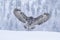 Large and majestic bird of prey, Great Grey Owl, Strix nebulosa