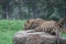 Large, majestic leopard lounging on a rocky outcropping outside of a fence