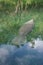 Large, majestic manatee, swimming along the tranquil St Johns River, basking in the warm sunlight