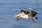 Large majestic pelican soaring over the ocean