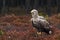 Large and majestic predator White-tailed eagle in Estonian wild nature
