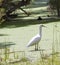 A large Majestic Spoonbill is wading in an algae infested lake.