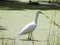 A large Majestic Spoonbill is wading in an algae infested lake.