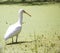 A large Majestic Spoonbill is wading in an algae infested lake.