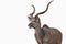 Large make kudu antelope side view mouth open