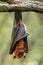 Large Malayan flying fox, Pteropus vampyrus, bat hanging from a branch.