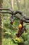 Large Malayan flying fox, Pteropus vampyrus, bats hanging from a branch