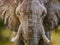 A large male African elephant stares directly into the camera.