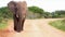 Large male African Elephant walking