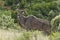 Large male alert kudu antelope standing in dry grass