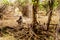 Large Male Baboon with Young Baboons in drought stricken area of central Kruger National Park