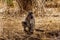 Large Male Baboon with Young Baboons in drought stricken area of central Kruger National Park