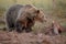 Large male bear, Finland