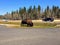 A large male bison grazing by the parking lot as Astotin Lake, in Elk Island National Park, outside Edmonton, Alberta, Canada.