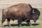 Large Male Bison walking across a field