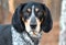 Large male Bluetick Coonhound hunting dog with large floppy ears