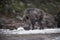 Large male boar in snow